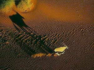 Namibie - Région de Swakopmund - Oryx dans les dunes de Sossusvlei